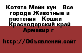 Котята Мейн кун - Все города Животные и растения » Кошки   . Краснодарский край,Армавир г.